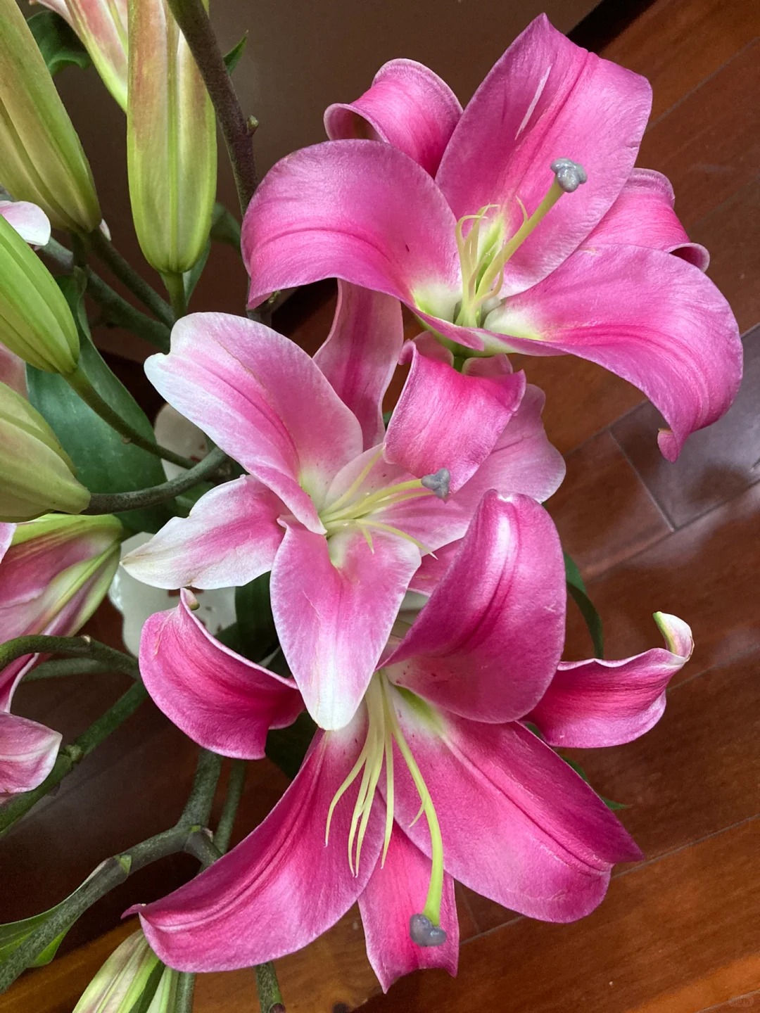 【罗宾百合】云南斗南基地现采现发品质罗宾多头百合