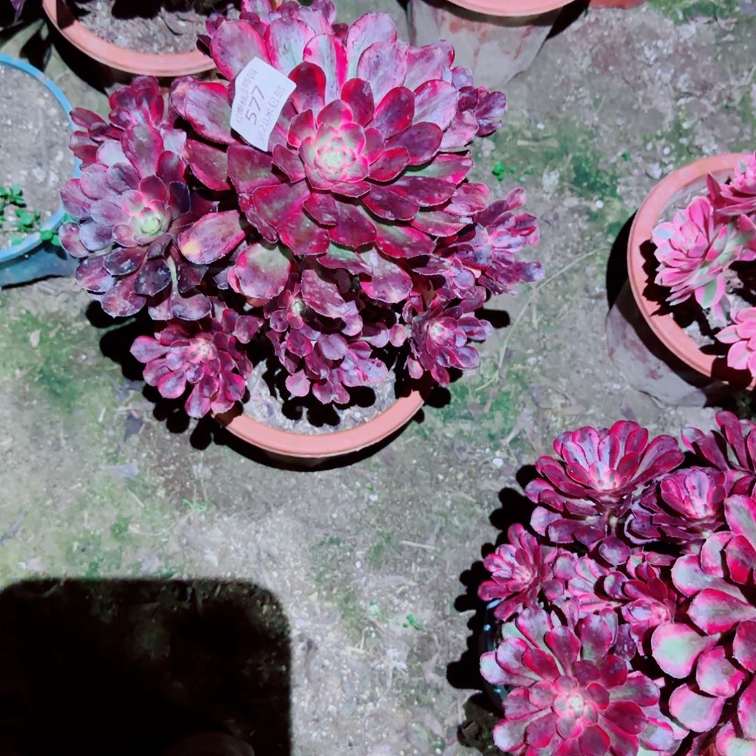 丽娜法师多肉577