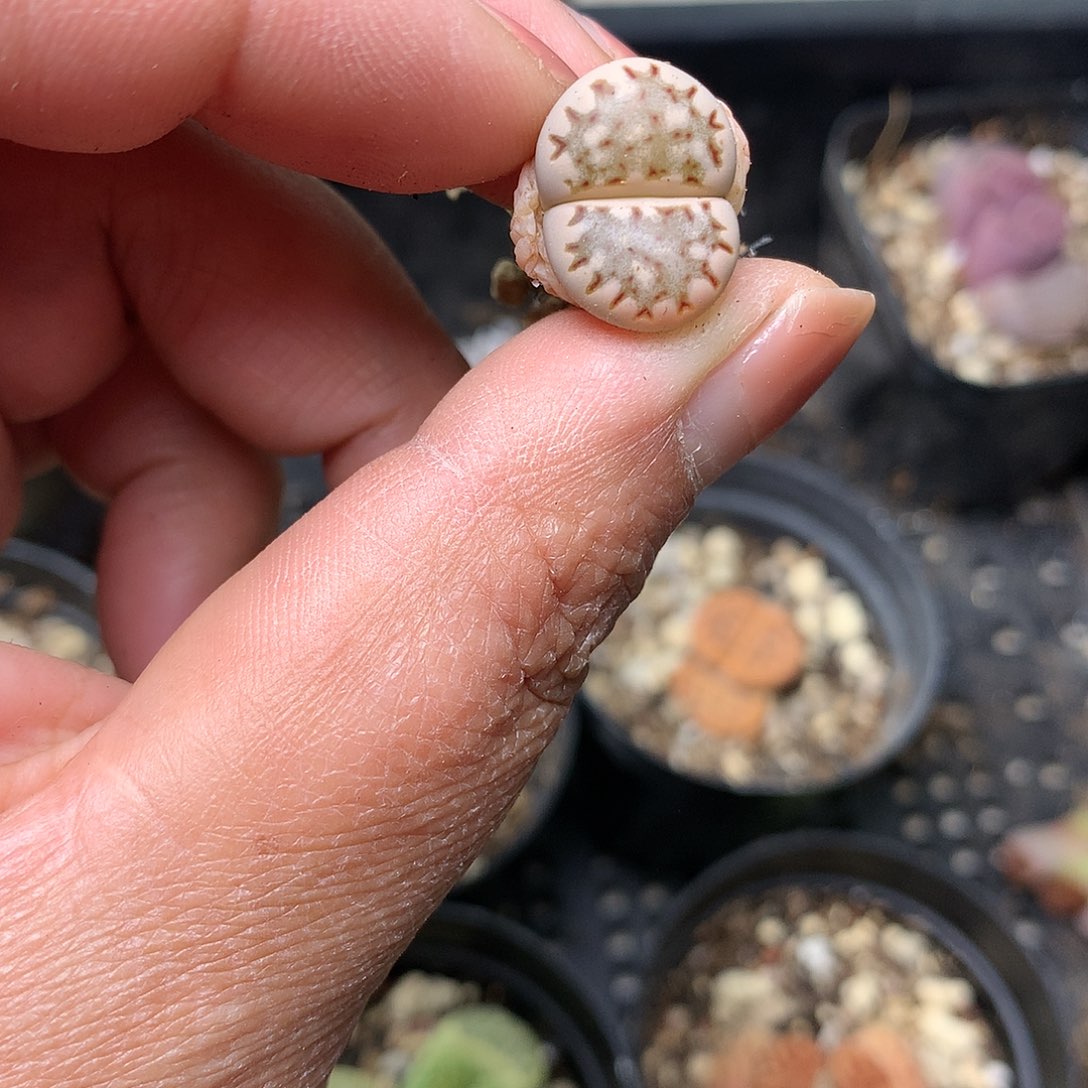 G196多肉植物保护研究所