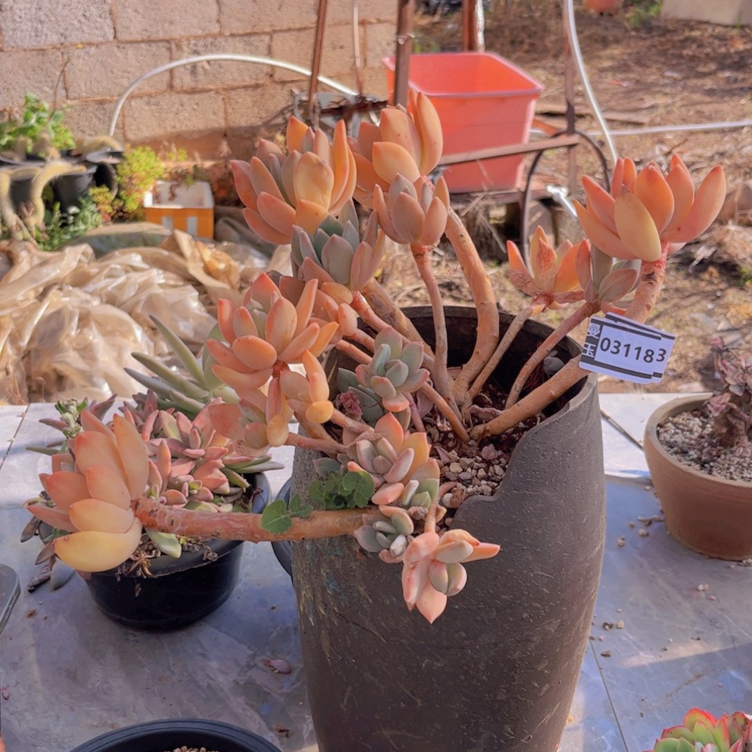 海洋之心多肉植物03118