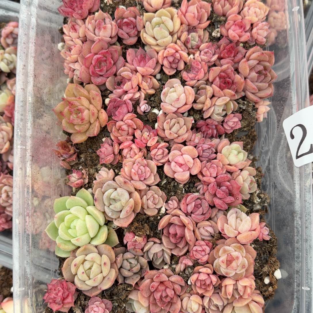 多肉植物多肉植物295