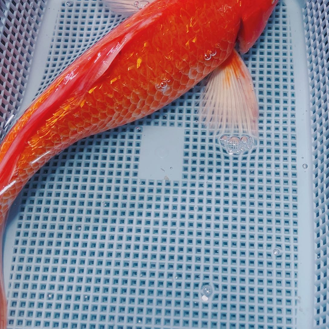 海水鱼锦鲤观赏鱼