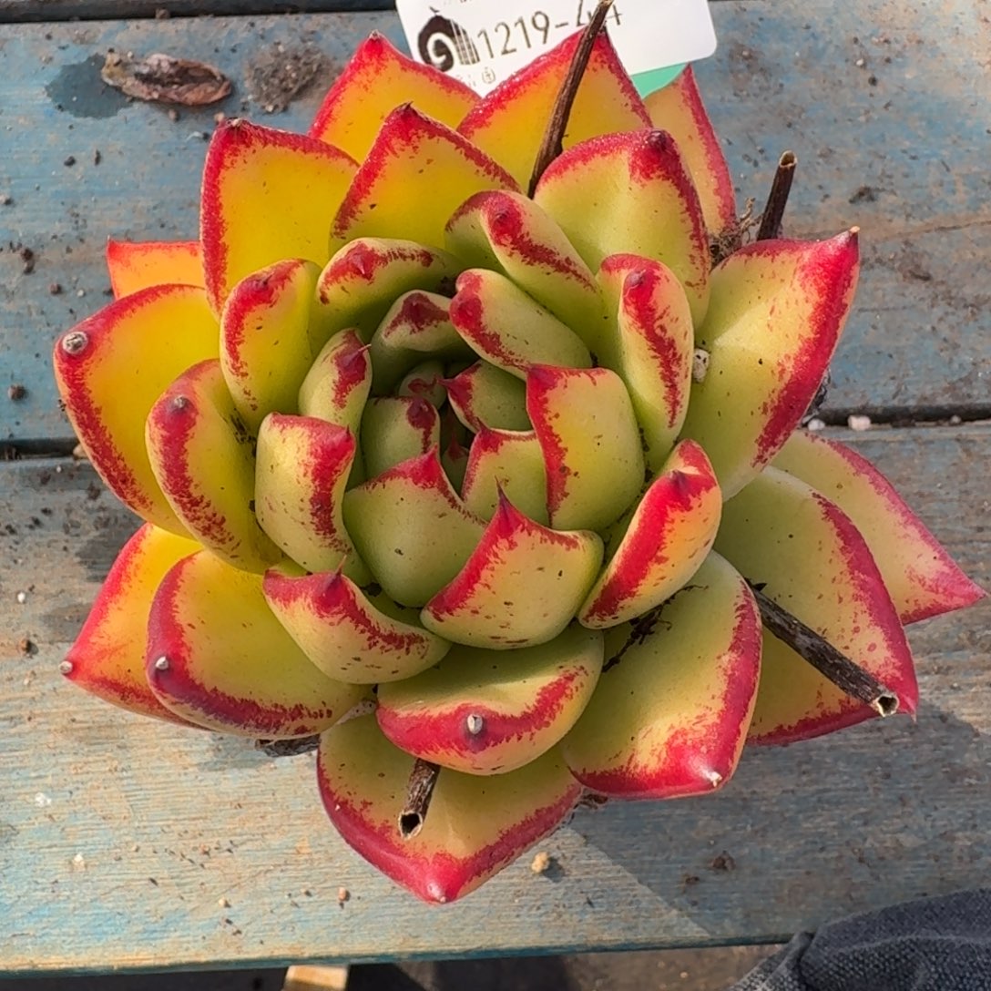 从前慢多肉精选编号1219.44