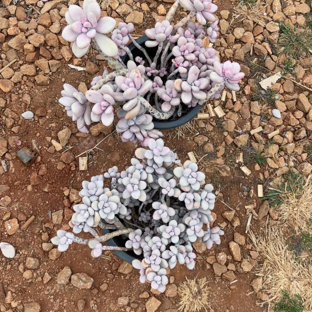 你****妹桃蛋两颗不售后7-27。      