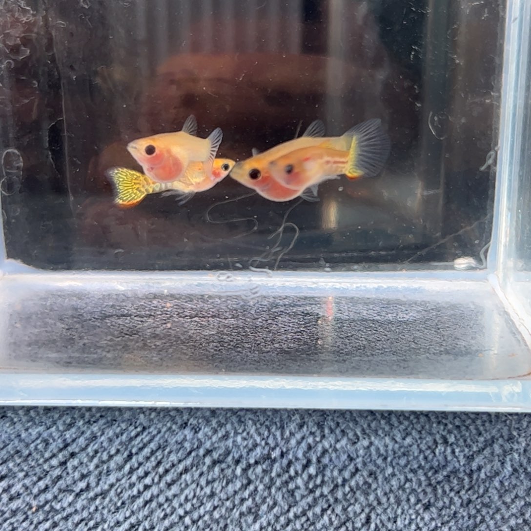 孔雀鱼黄蕾丝1111111