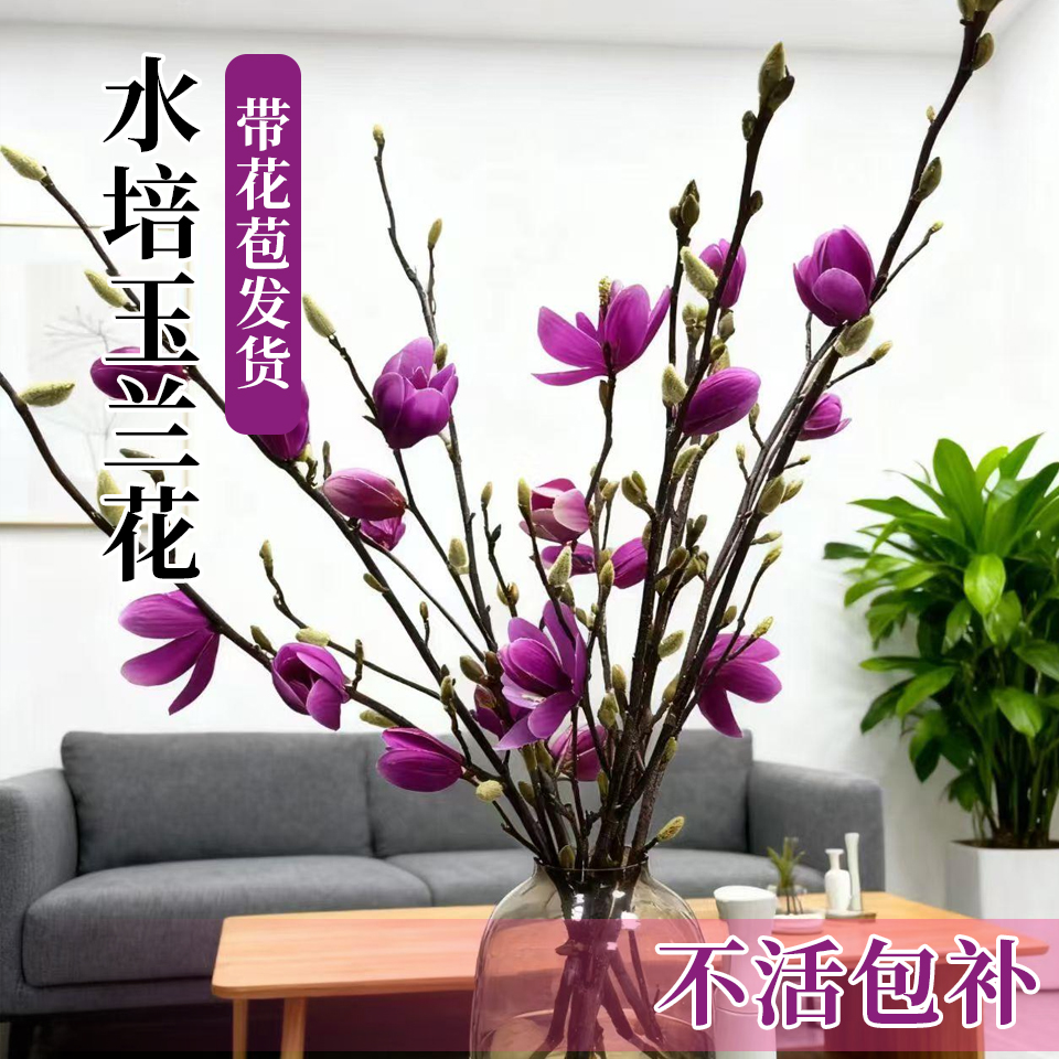 水培玉兰花鲜切枝带花苞红梅干枝水养鲜花卉室内好养耐寒植物盆栽