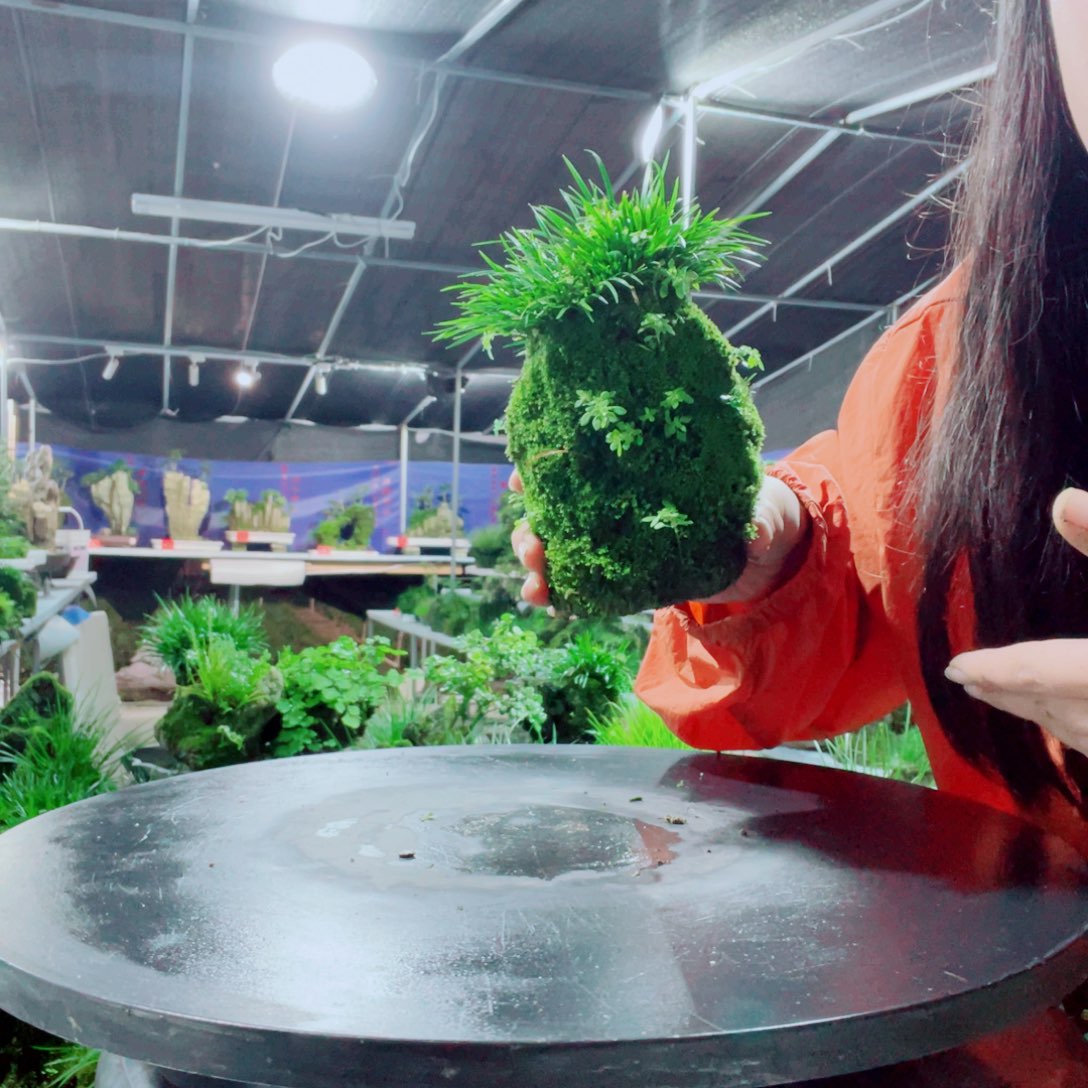 C***7当前无花栽培后可以开花