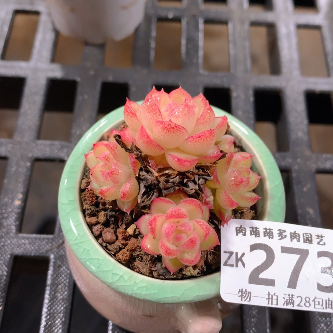 肉萌萌拇指盆精控多肉ZK273