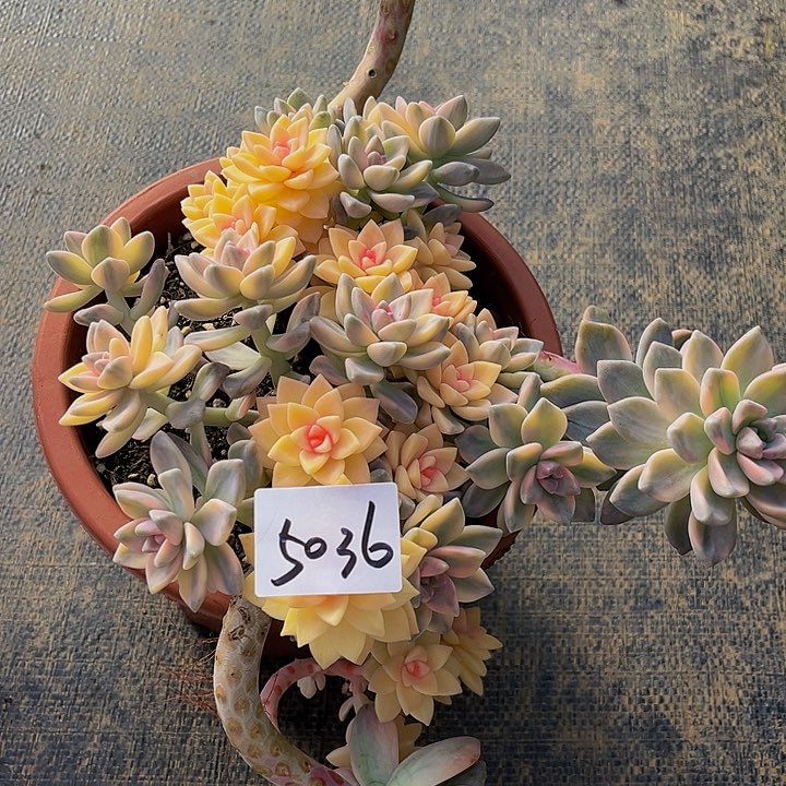 墨****饭淡雪群生锦5036