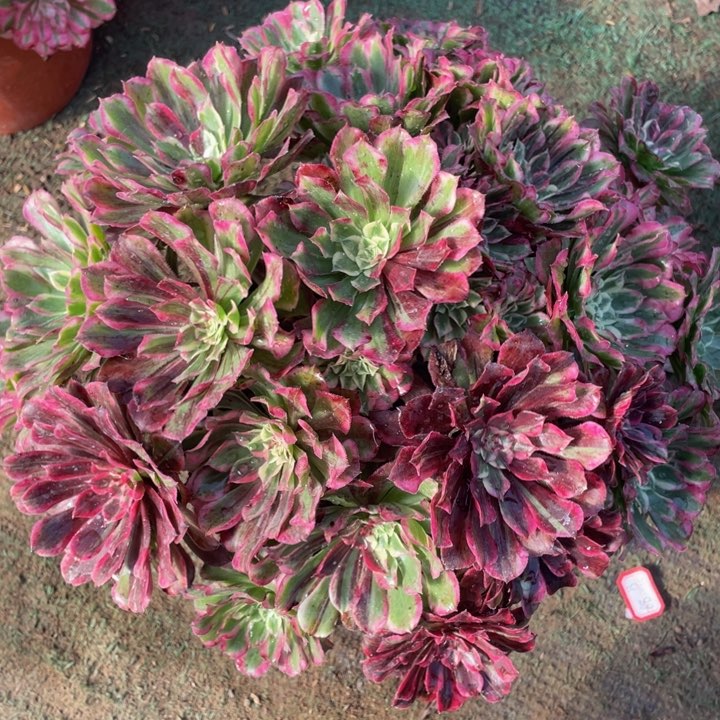 765同花顺精品法师老桩