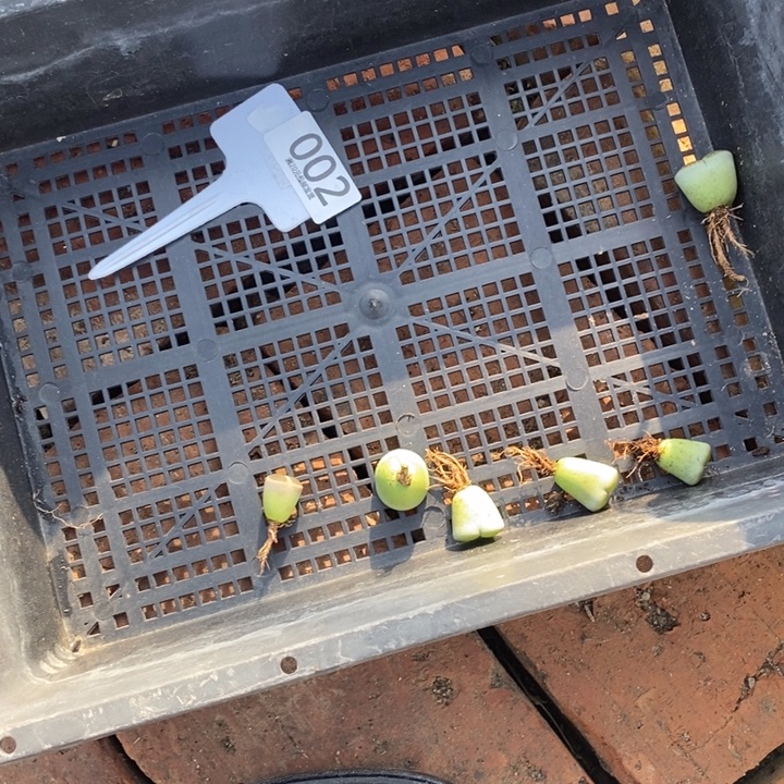 花***岸生石花等植物的生长002