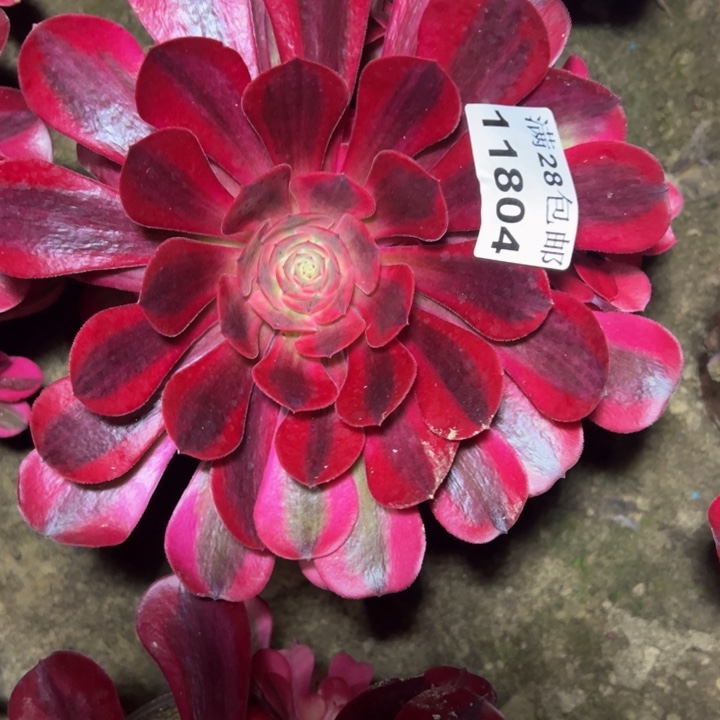 11804南美杜莎多肉植物