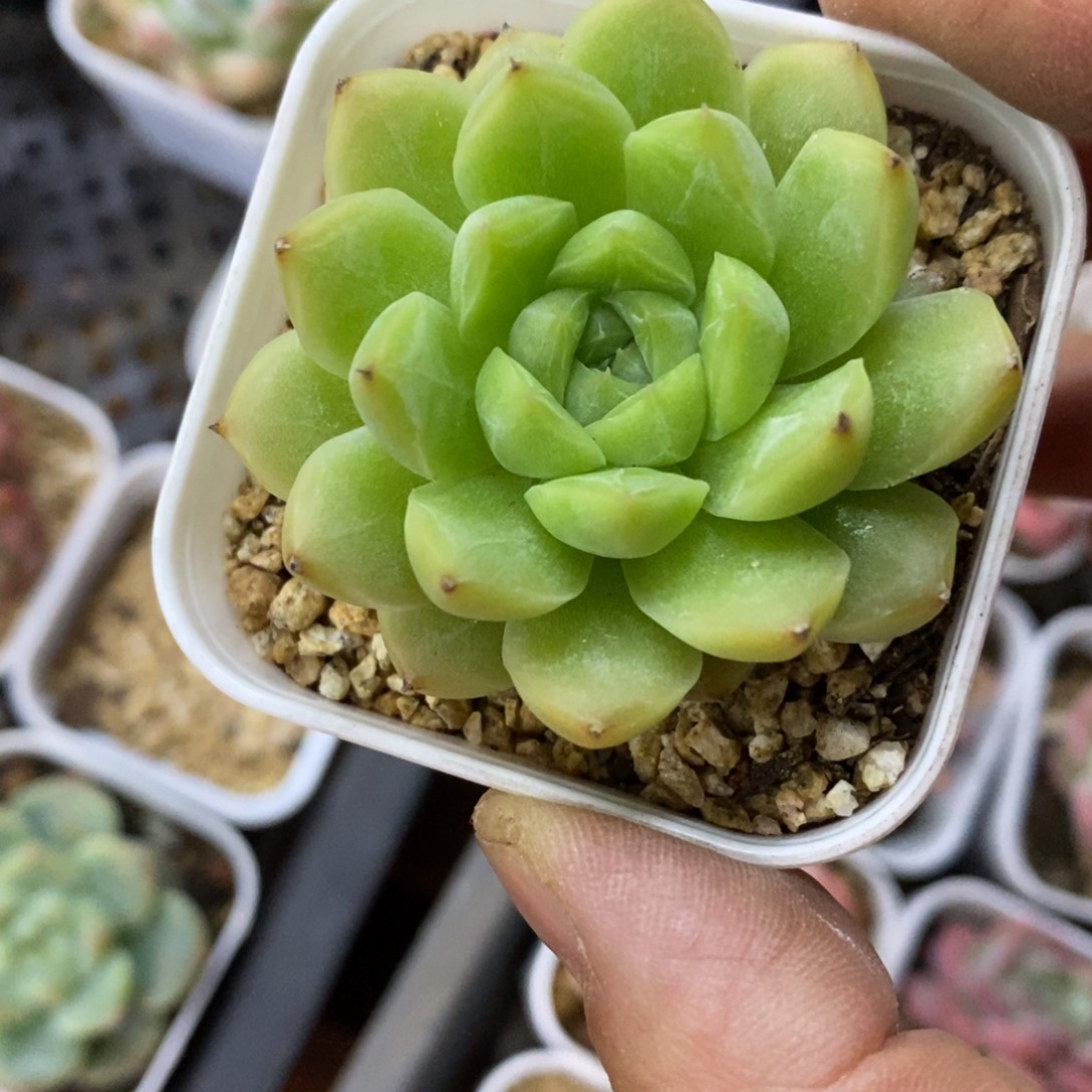 精品多肉一物一拍不包整102