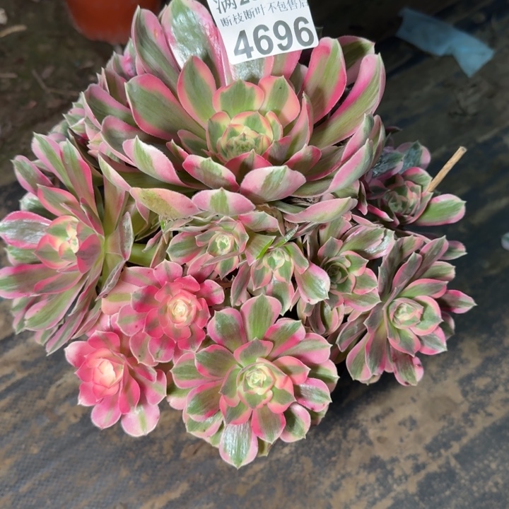 4696女郎多肉植物