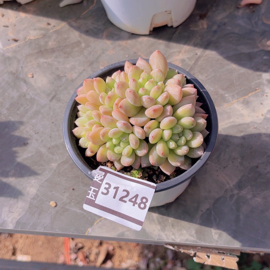 百达翡翠多肉植物31248