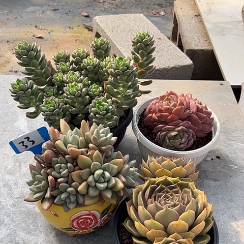 33一筐多肉脱土多肉