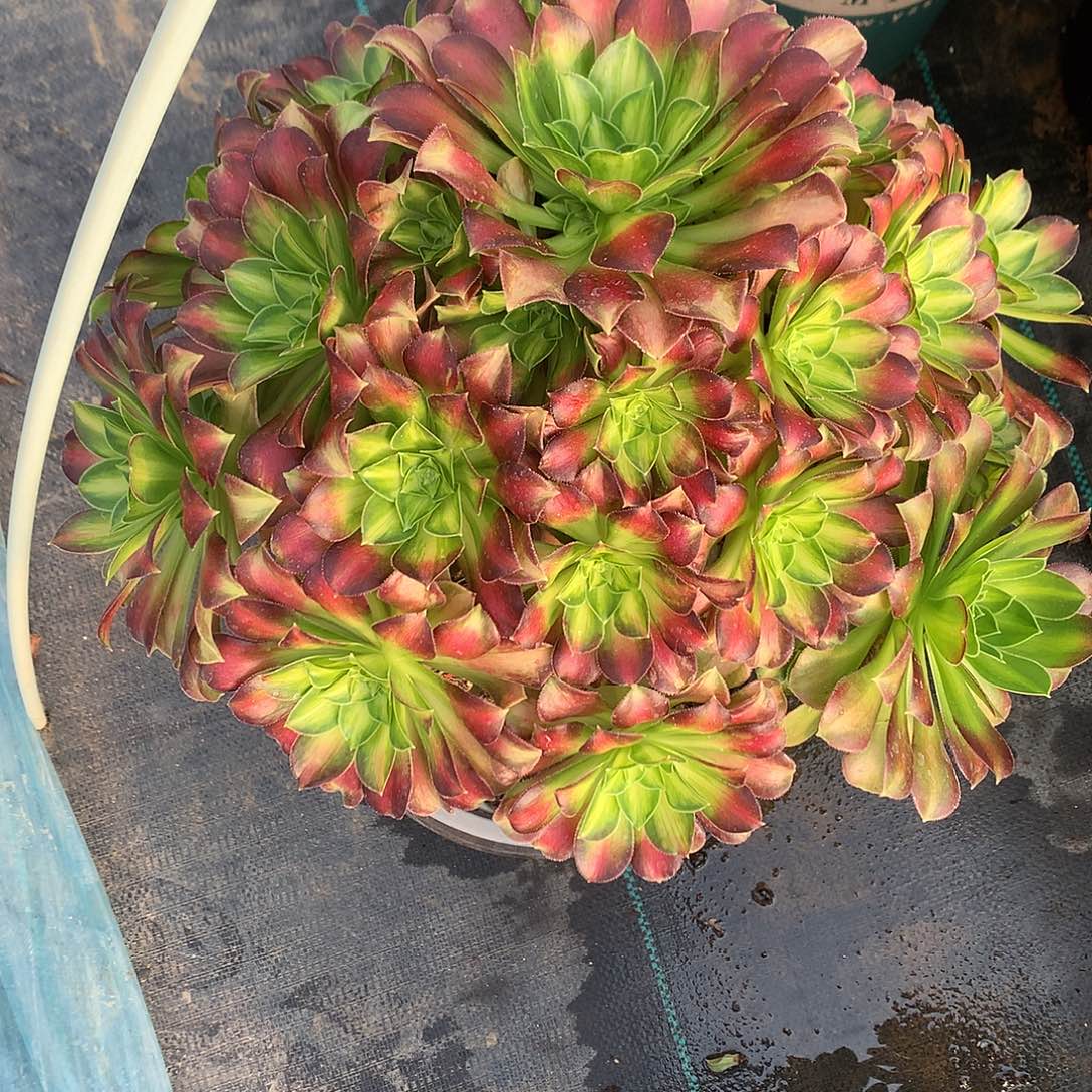 完全开放少华法师图片多肉