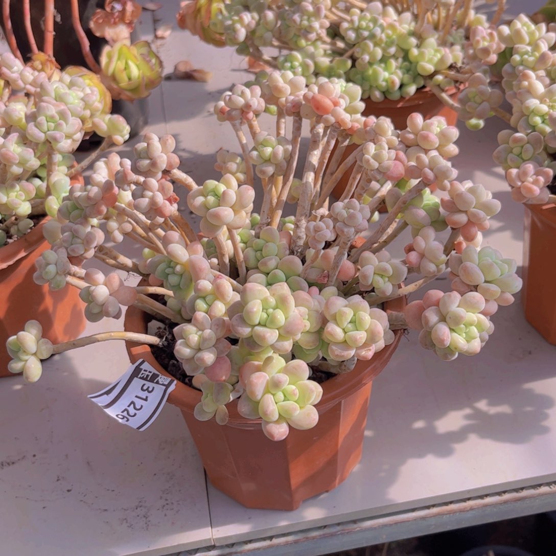 奶酪蛋糕多肉植物31226