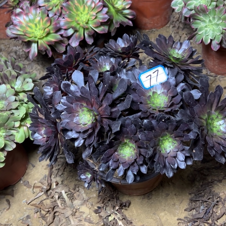 多肉植物黑铜法师77