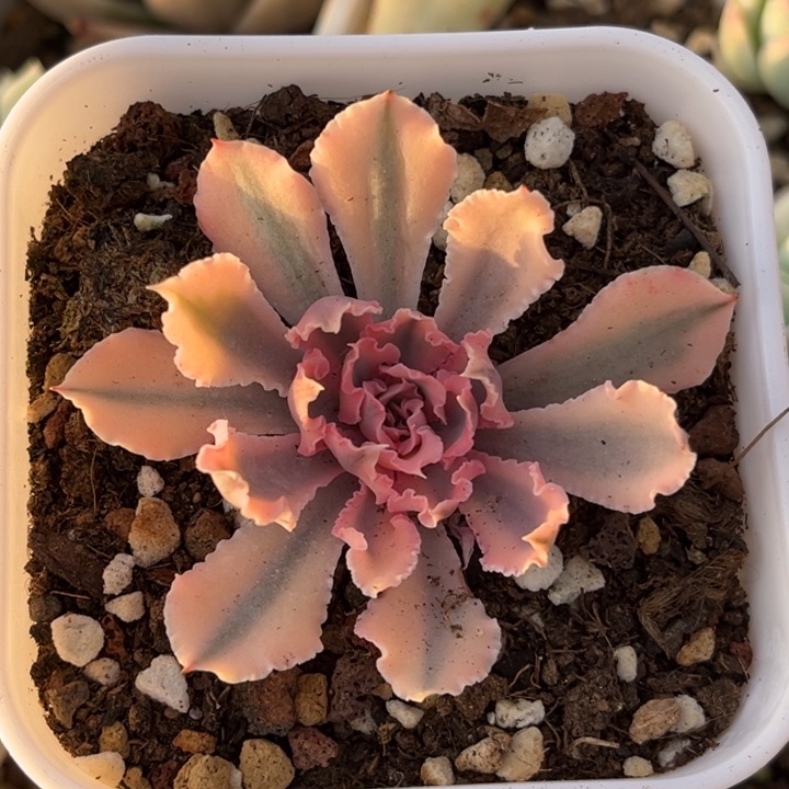 晚霞之舞锦一颗价格