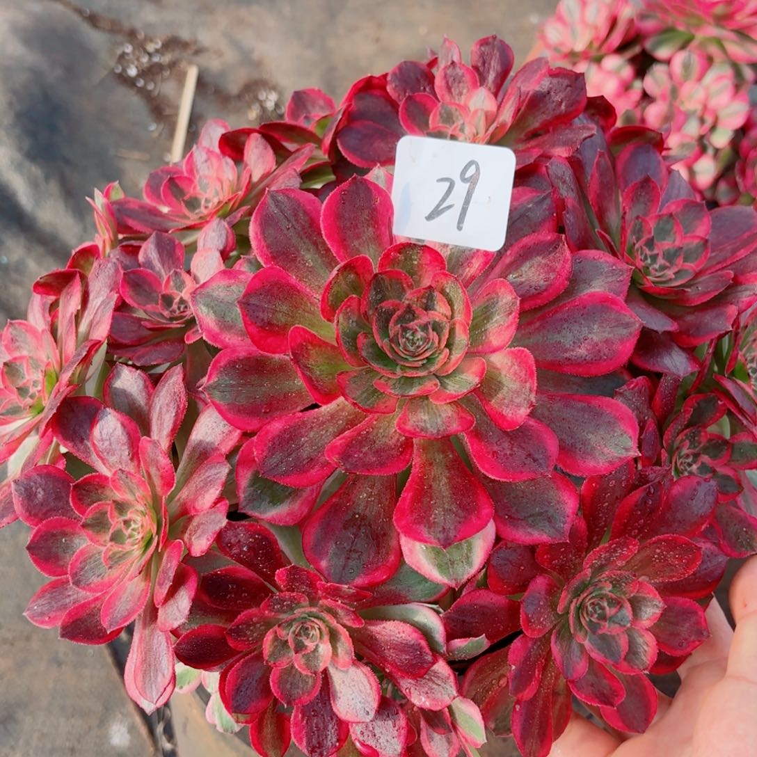 一物一一拍多肉法师29