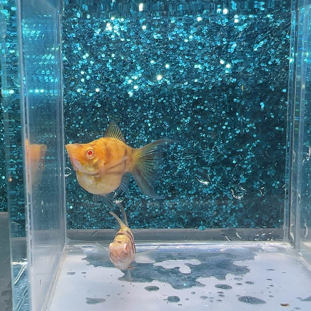 孔雀鱼可可大理石玛丽一对0015