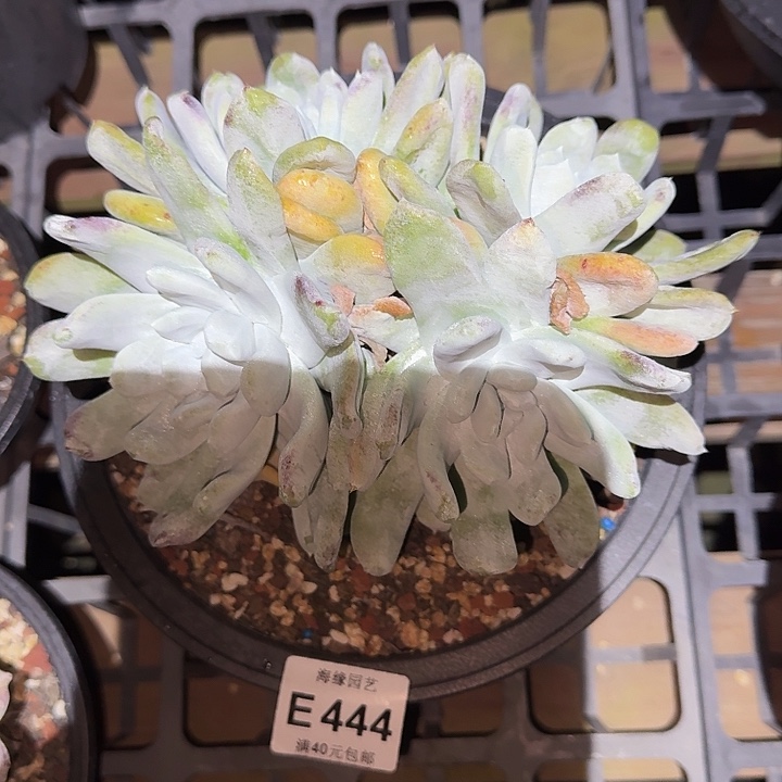 拇指仙女杯一物一拍