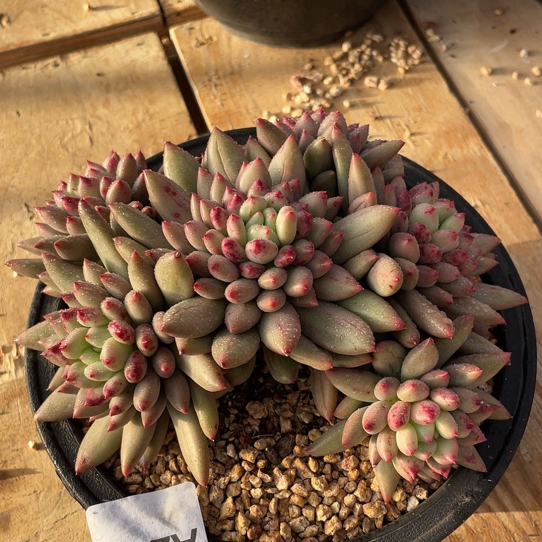 259多肉植物多肉植物