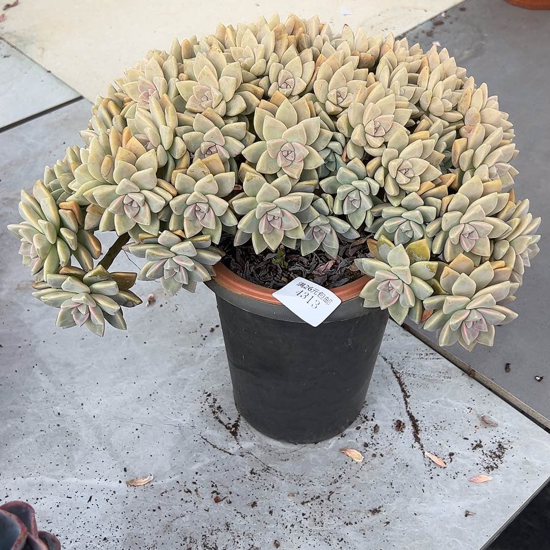 l***,4313淡雪多肉植物多肉
