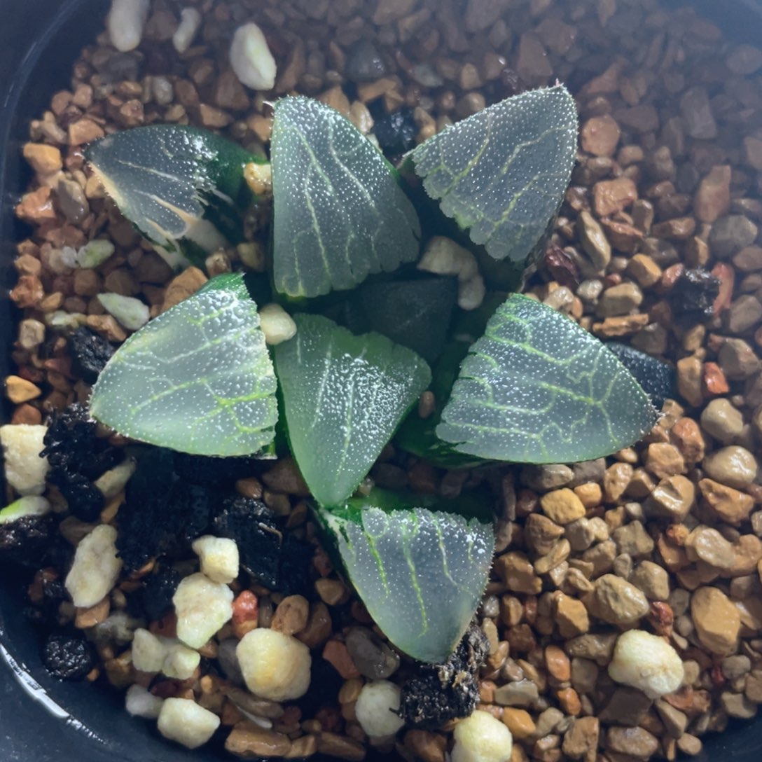 25.十二卷多肉实生克锦。