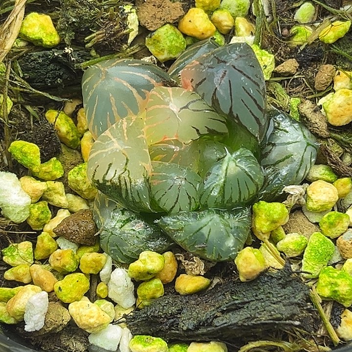 12龙爪玉露锦（畸形叶，介意勿拍）
