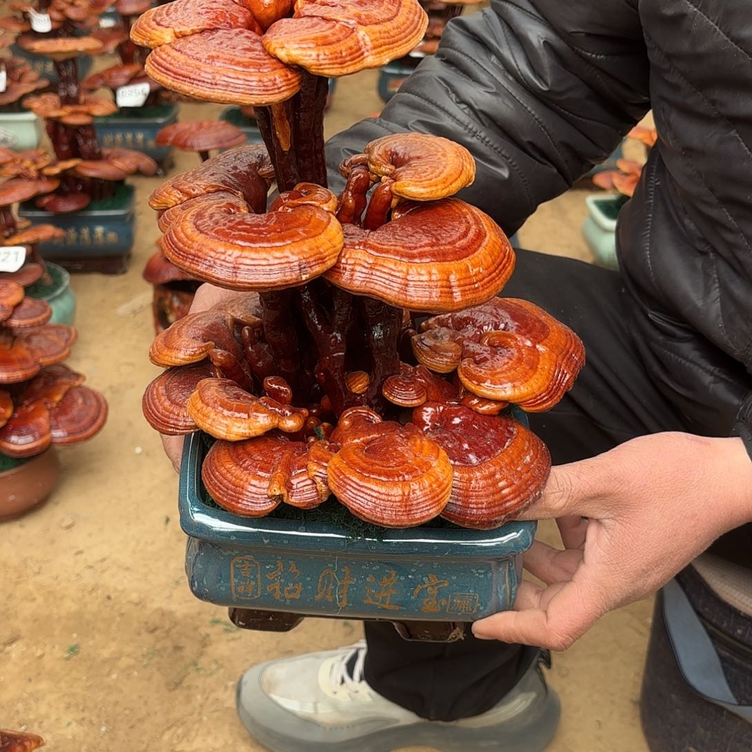 无花朵灵芝是我国著名植物