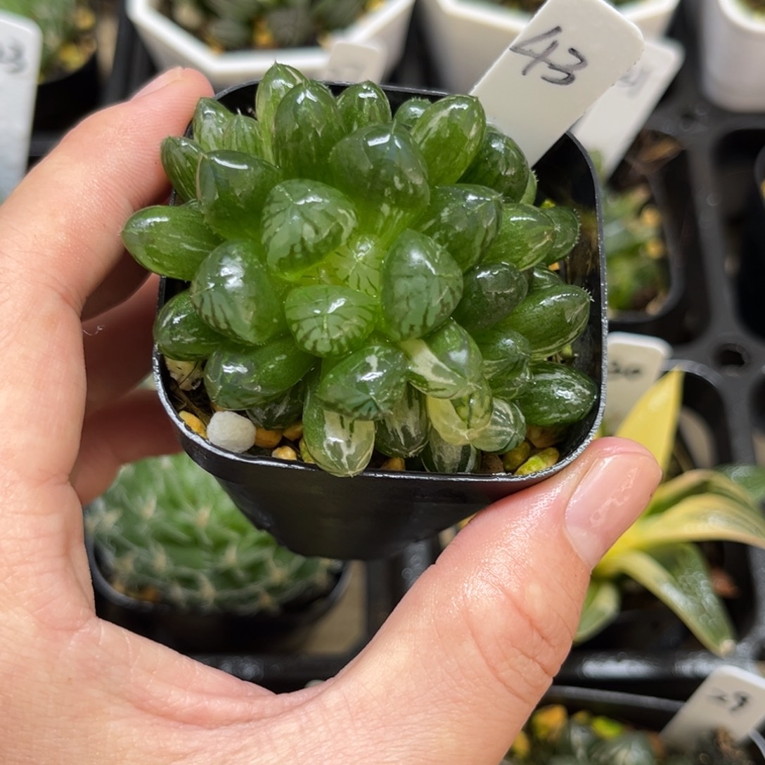 43号带锦并且多头的塑料皮玉露