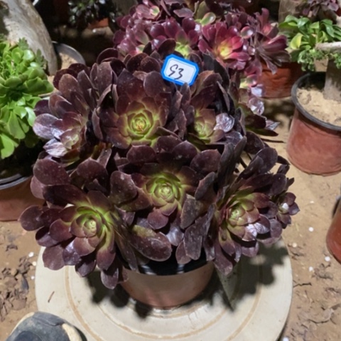 黑膜捧花一物一拍