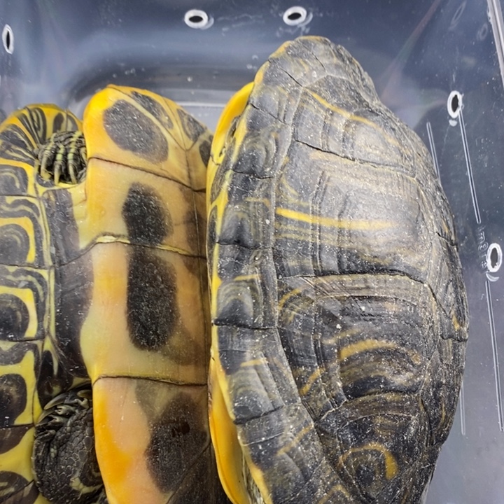 巴西彩龟母66666666