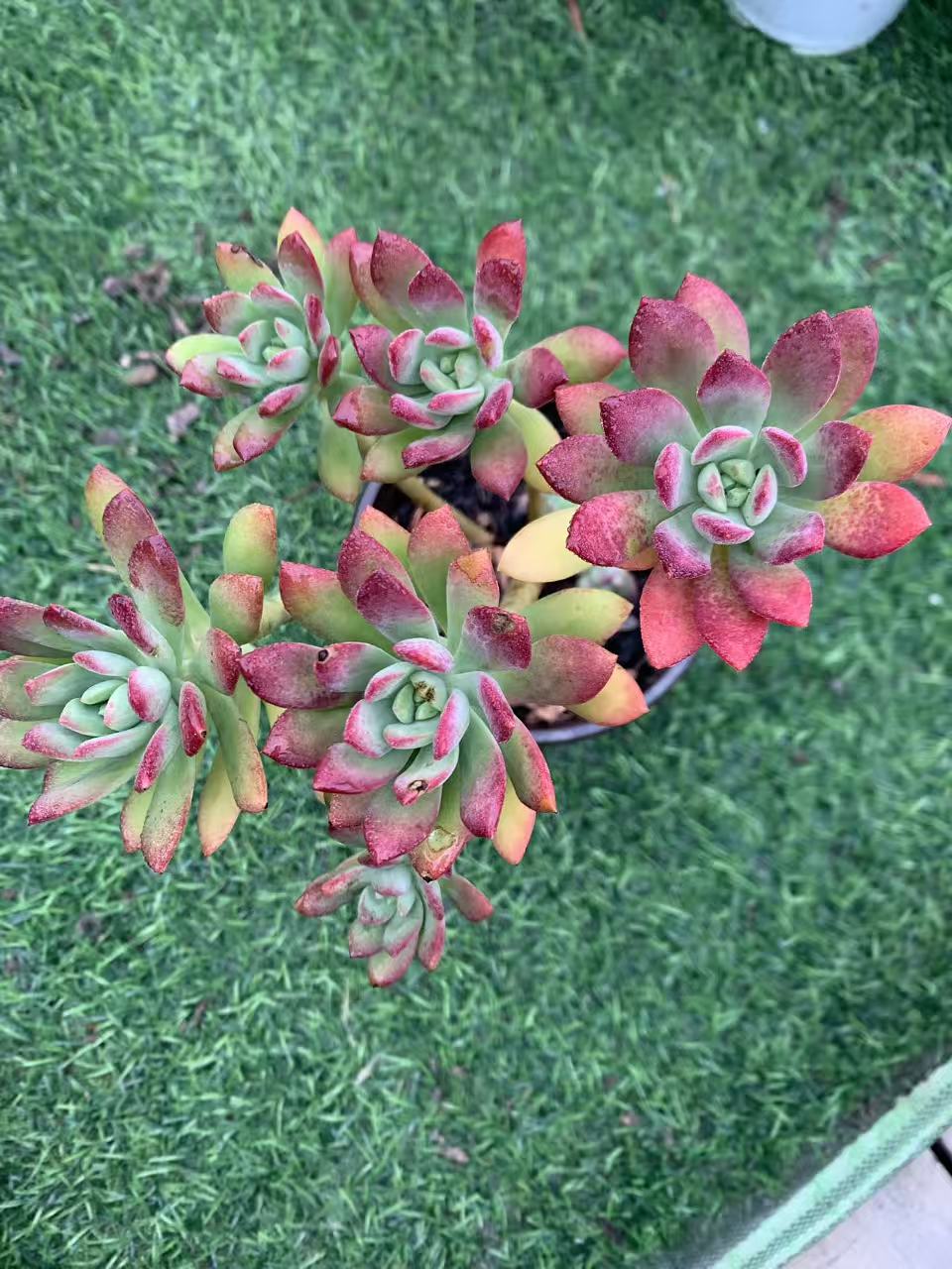 红稚莲多肉植物35，云南晨红基地发货，新手，好养护，耐旱