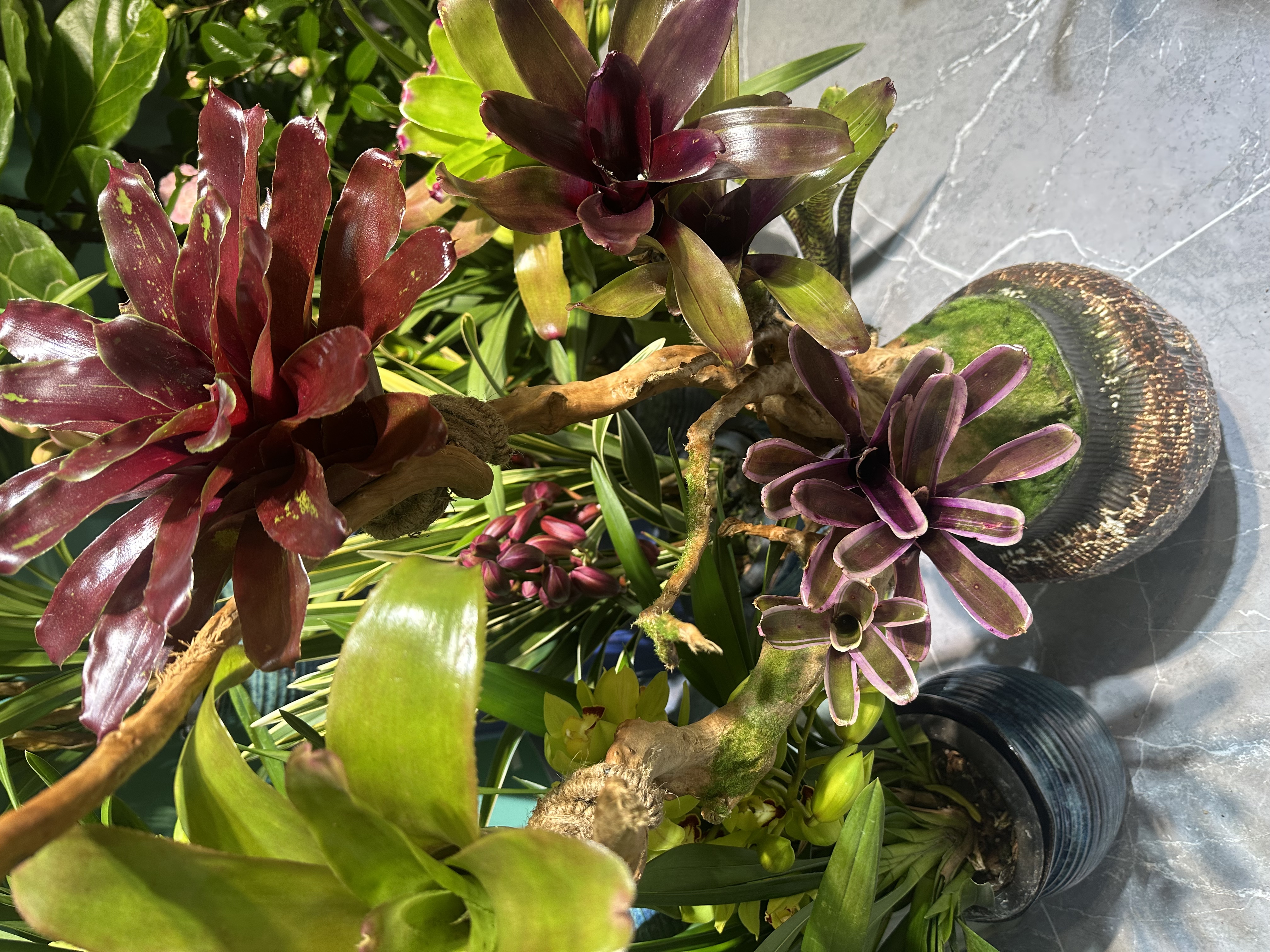 滴水凤梨    造型盆栽