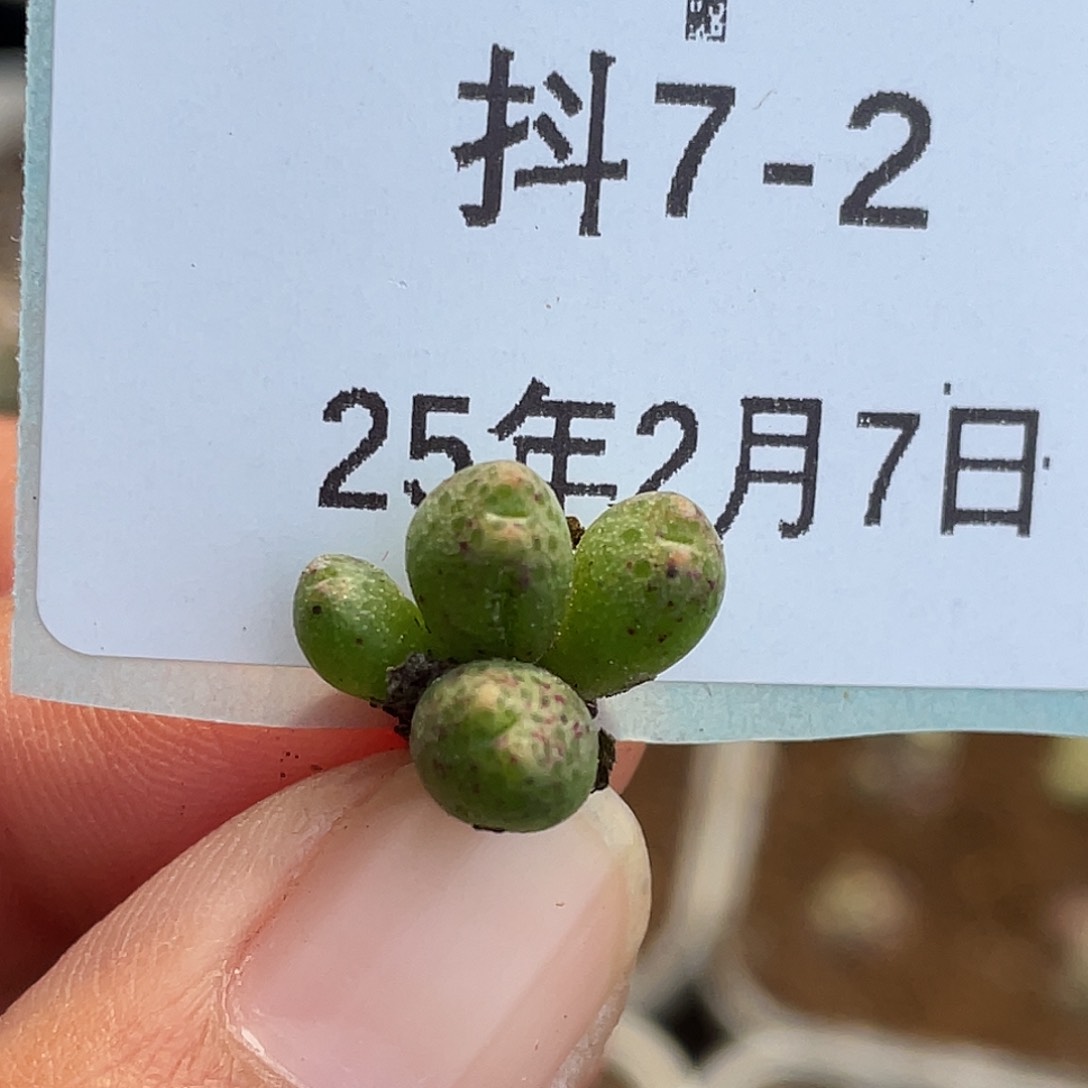 7-2斑马多肉植物