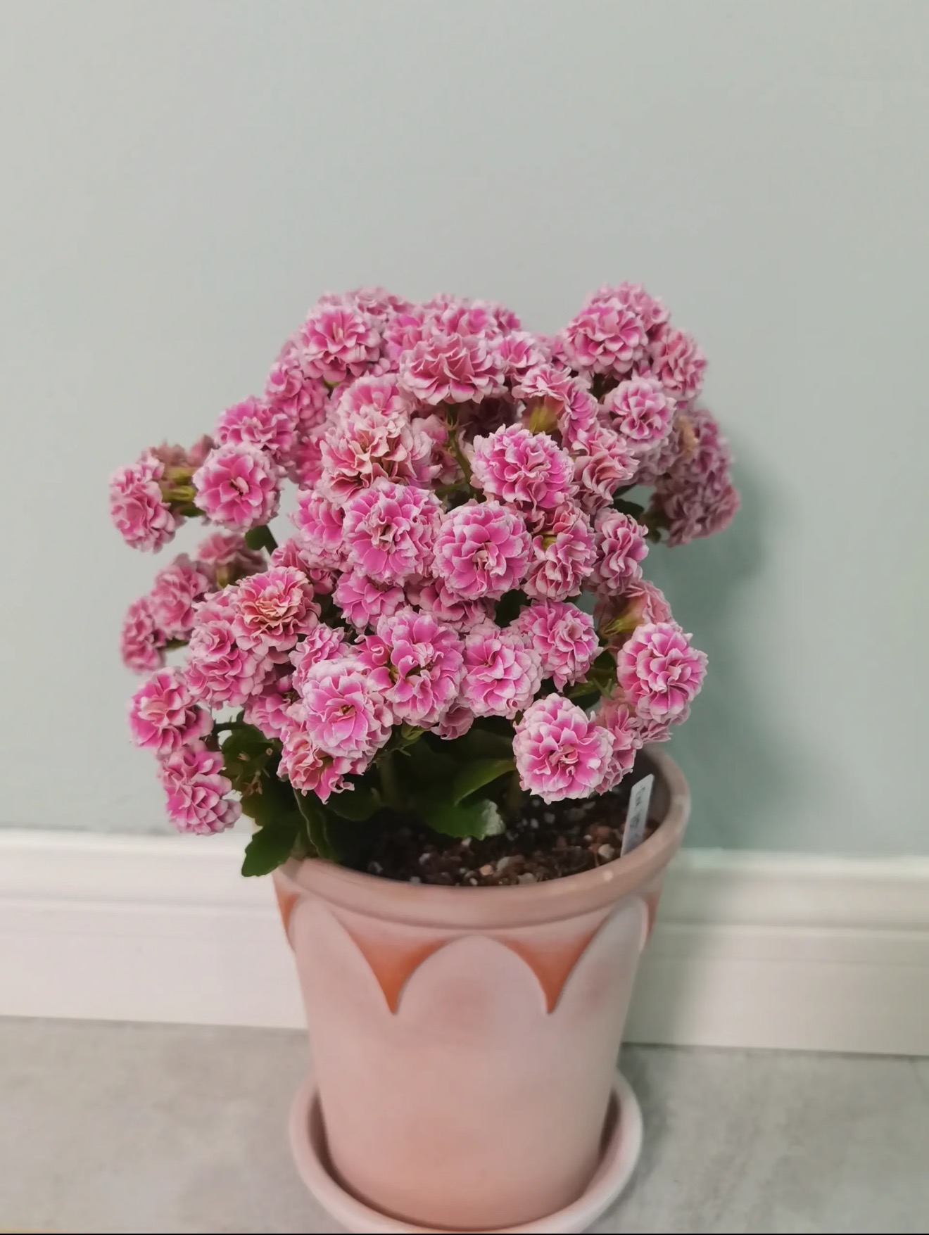 【安娜公主】130盆长寿花