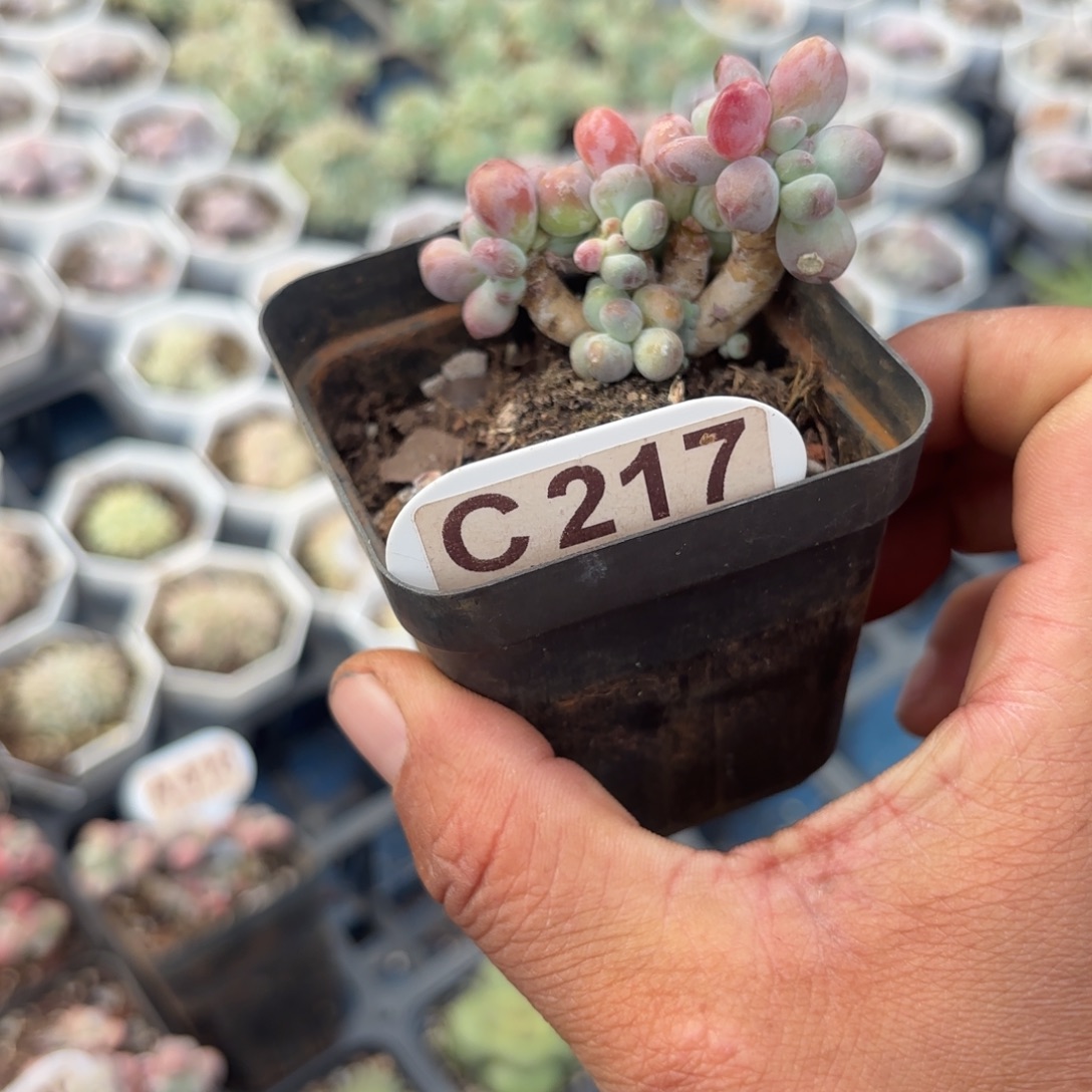 果***哥C217苹果奶一物一拍