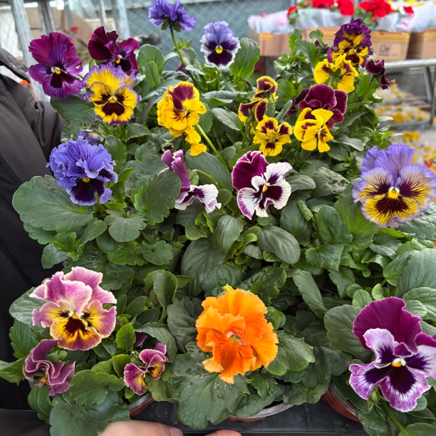 精品大花系列皱边闪现角堇到手三盆