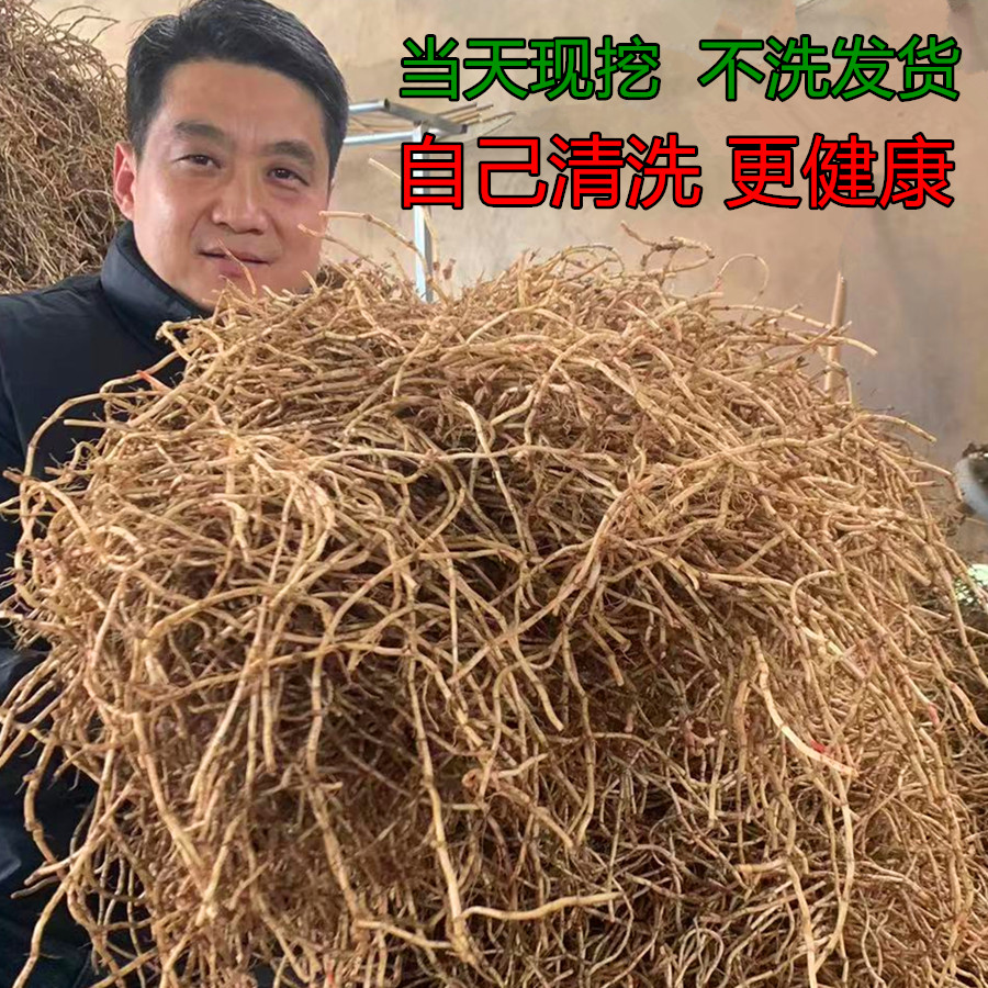 现挖带泥折耳根新鲜鱼腥草嫩根凉拌蔬菜节节根鱼腥草之乡产地直发