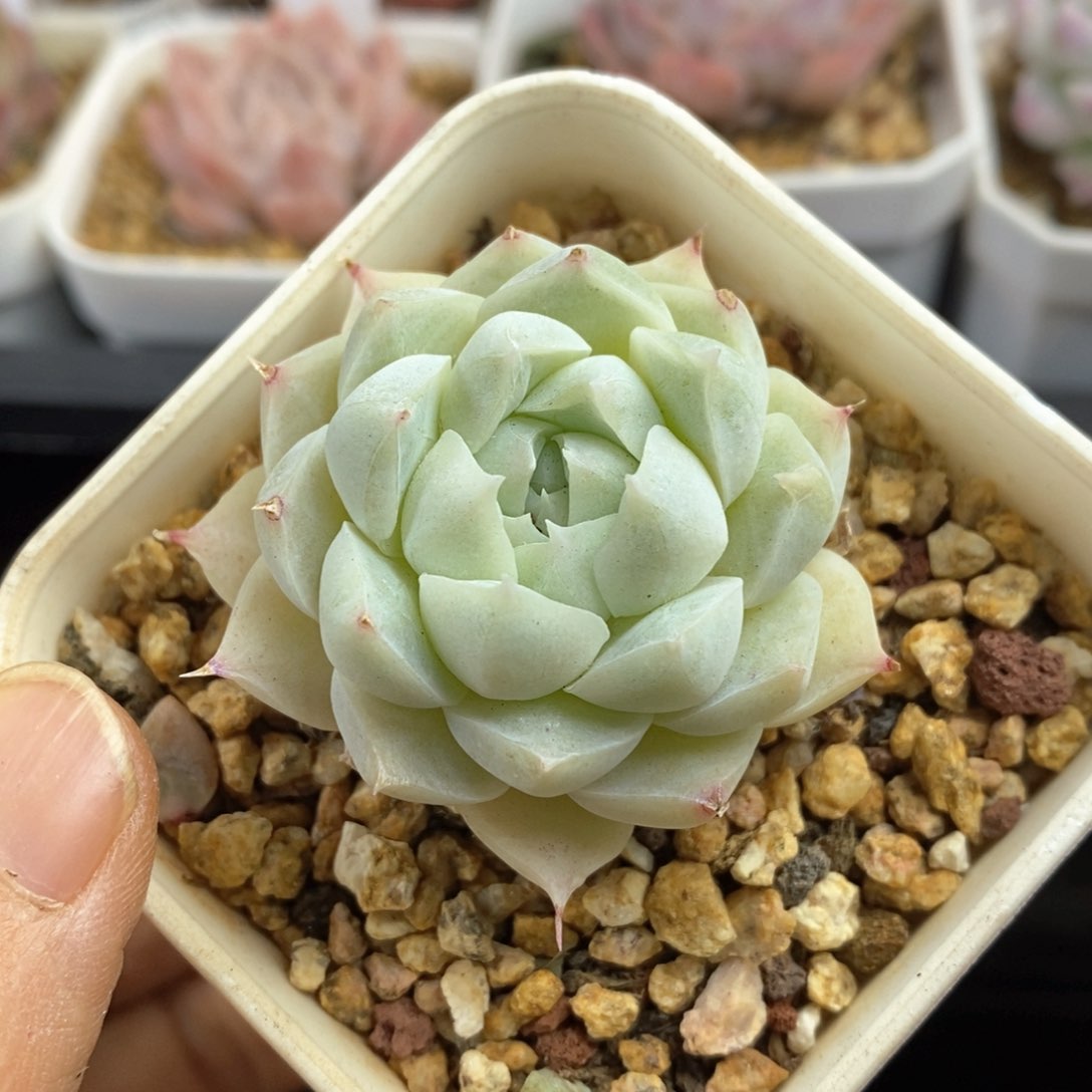 精品多肉一物一拍115