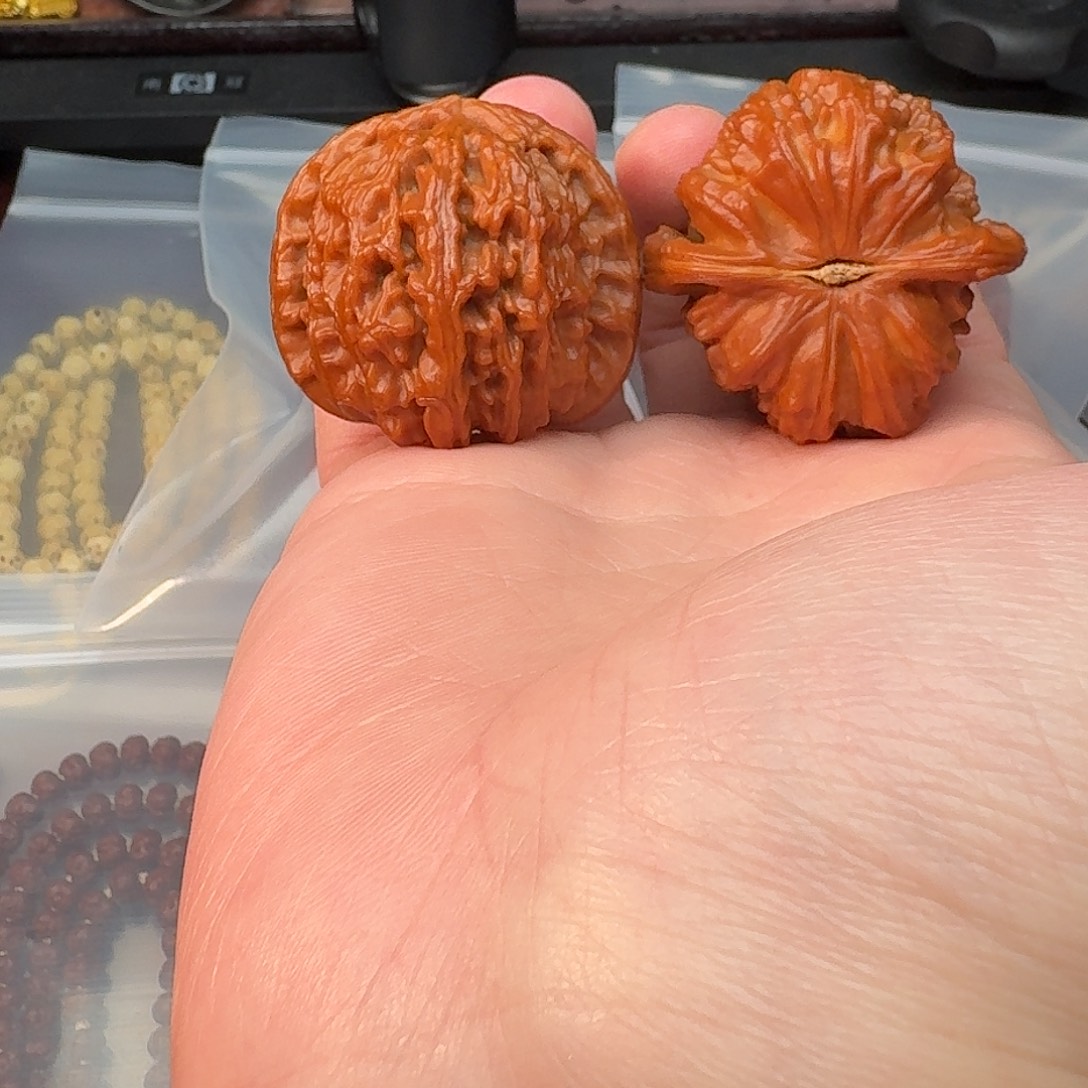 纯卡拉米白狮子还有修