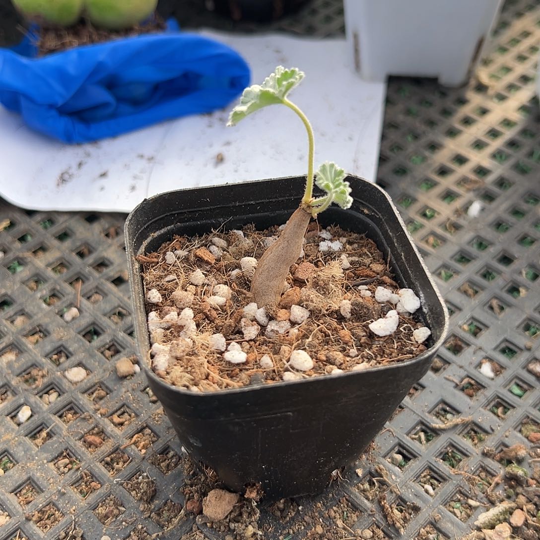 枝干洋葵，一物一拍，带盆