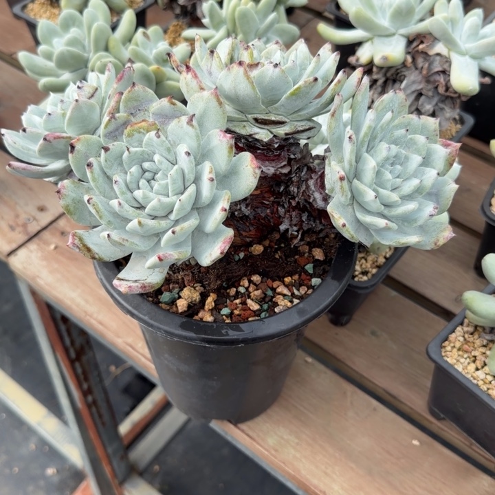 百***绫牡丹苹果叶仙女杯