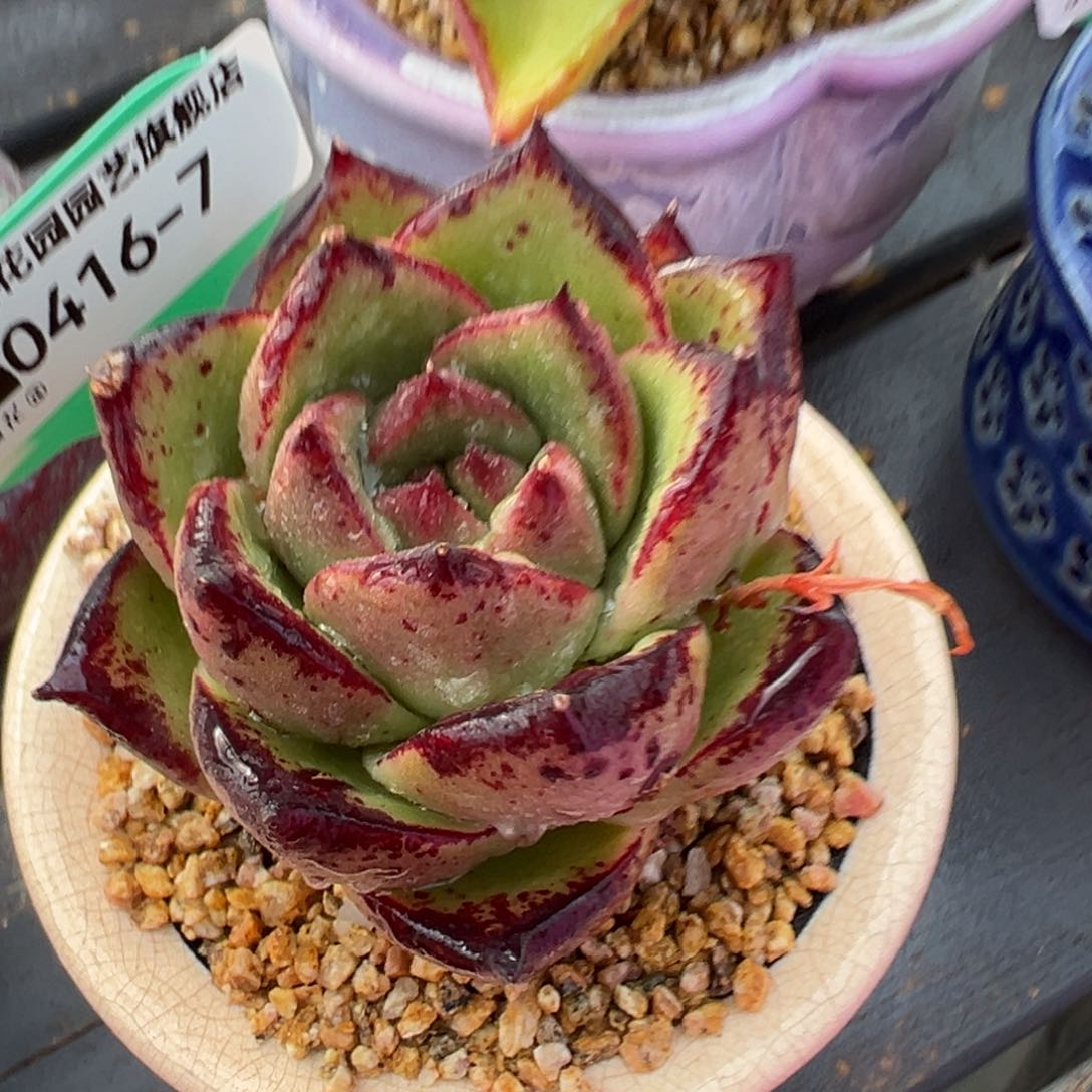 从前慢多肉精选编号0416.7