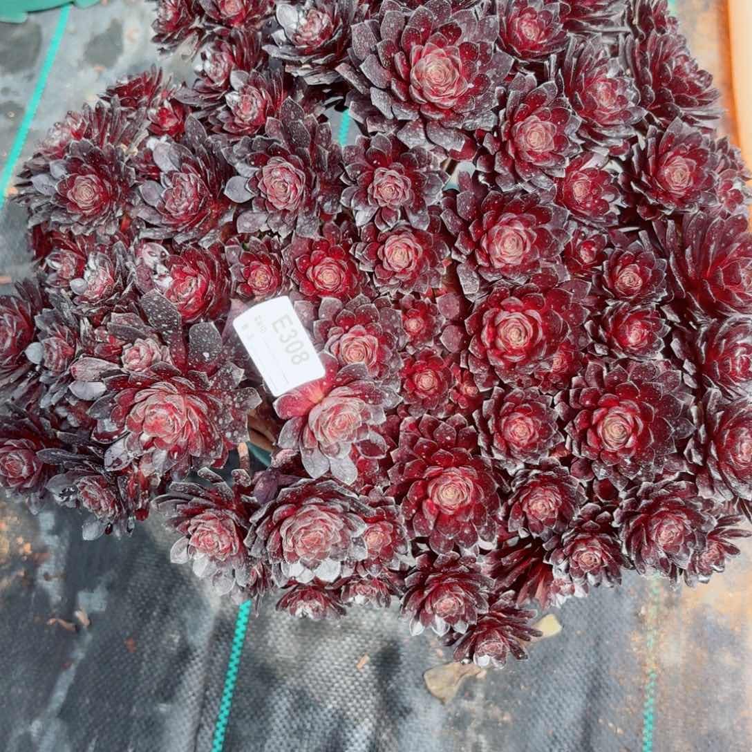 z***3308黑珍珠多肉植物