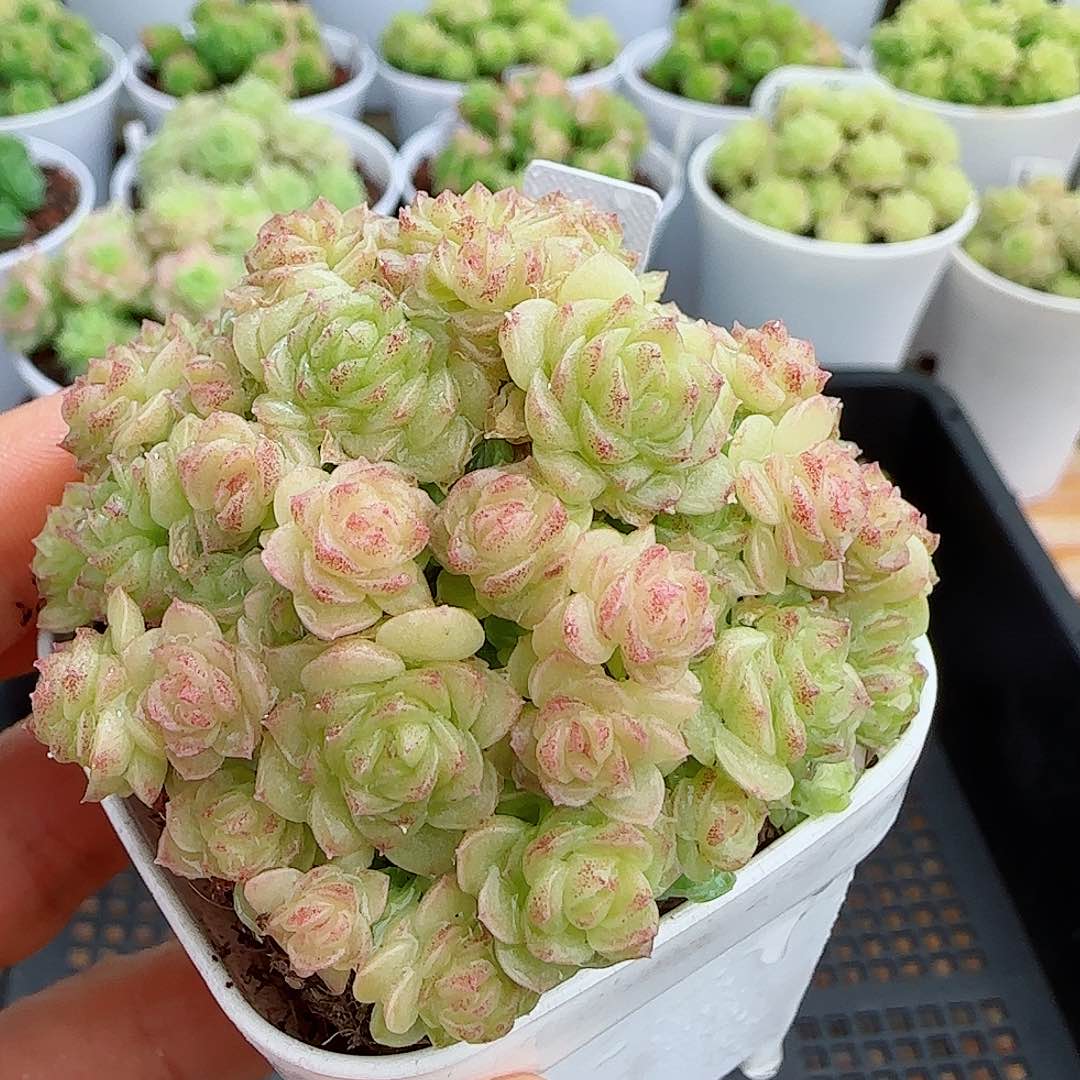 【闪购商品】0603-20（ttp-106）