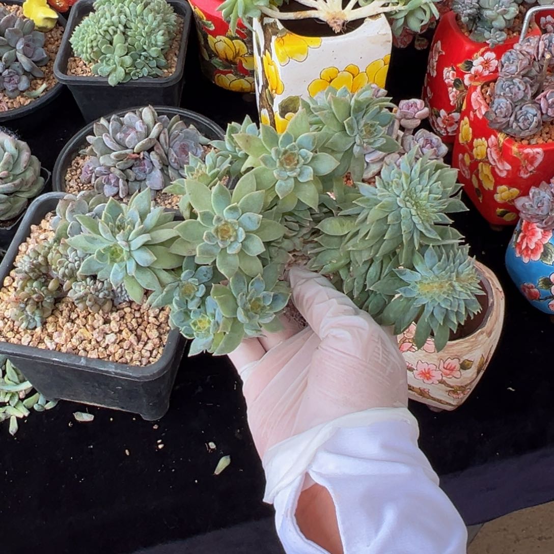 做****管新年快乐 新年快乐 新年快乐